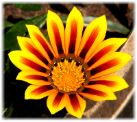 Infos zu nachhaltigen Geldanlagen, ethischen Investments, grünem Geld, Sustainable bzw. Socially Responsible Investing SRI, die Kapital nach sozialen, ökologischen, ethischen und ökonomischen Kriterien anlegen, und deren Wirkung, Strategien, Grundlagen und Entwicklung sowie die Performancemessung von Aktienfonds (performance measurement, Performanceanalyse)