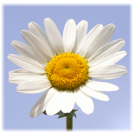 Infos über nachhaltige Geldanlagen, ethische Investments, grünes Geld, Sustainable bzw. Socially Responsible Investing SRI, die Kapital nach sozialen, ökologischen, ethischen und ökonomischen Kriterien anlegen, und deren Wirkung, Strategien, Grundlagen und Entwicklung sowie die Performancemessung von Aktienfonds (performance measurement)